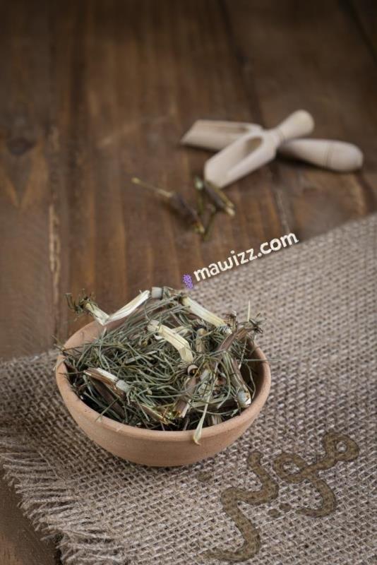 DSCF4938.jpg دم اسبی